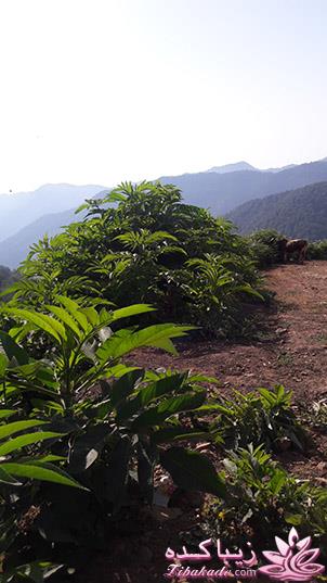 .:آلبوم عکسهای خودگرفته ما:.